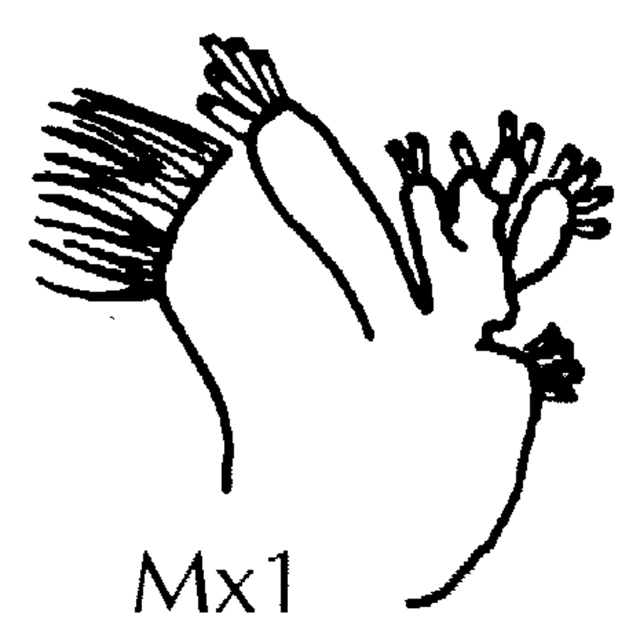 Espèce Pontoptilus ovalis - Planche 2 de figures morphologiques