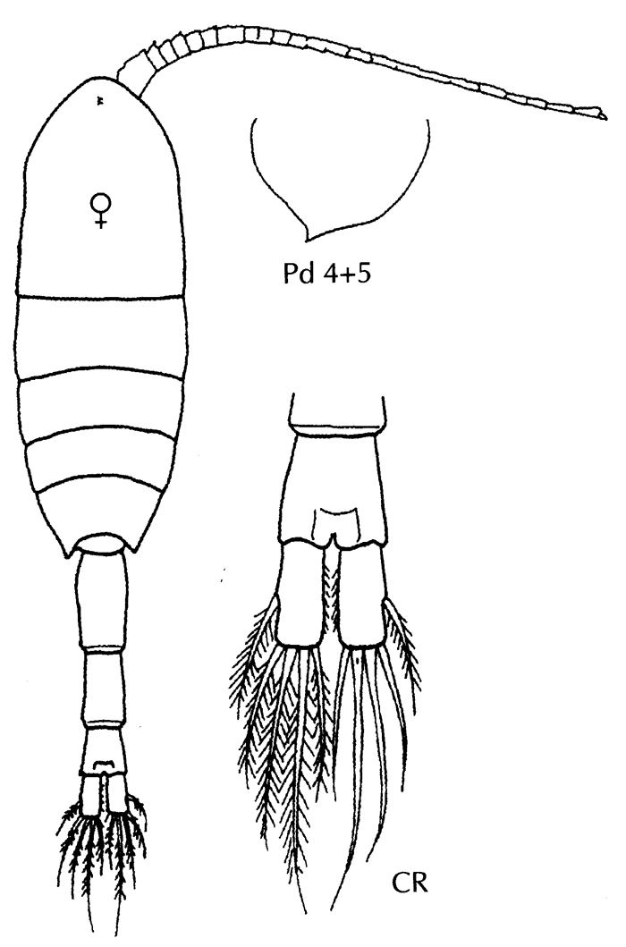 Species Metridia lucens - Plate 18 of morphological figures