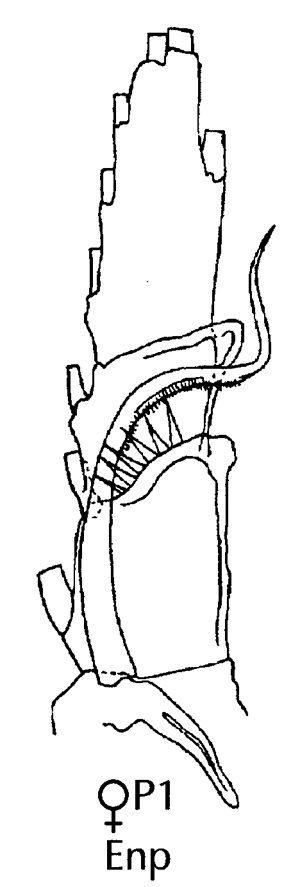 Espèce Neocalanus robustior - Planche 17 de figures morphologiques