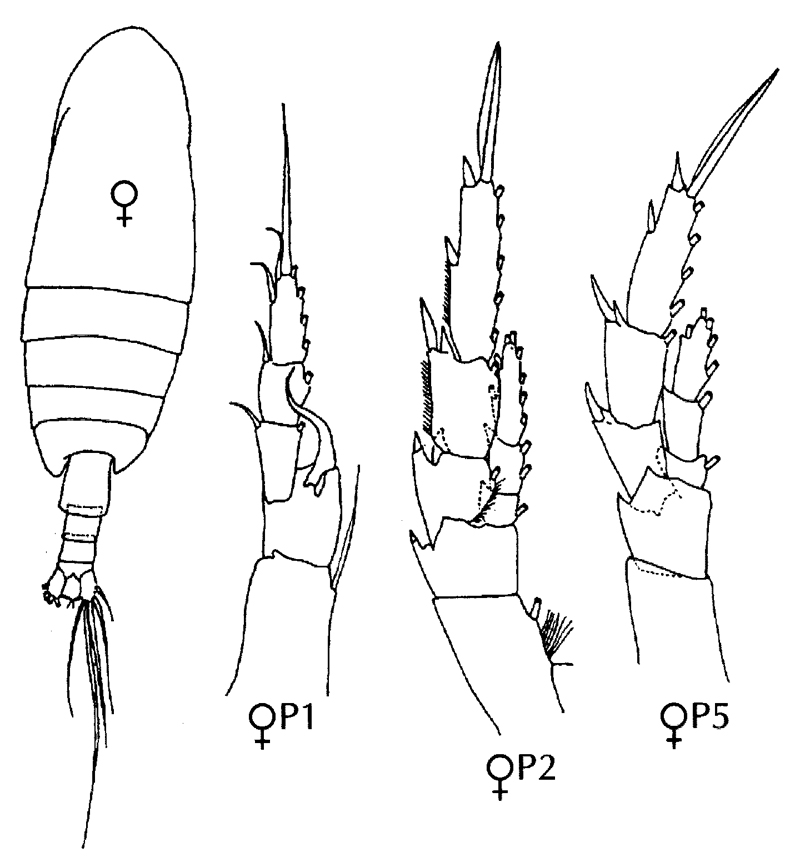 Espce Canthocalanus pauper - Planche 10 de figures morphologiques