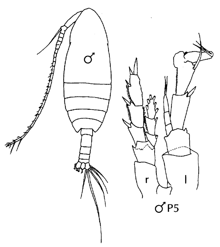 Species Canthocalanus pauper - Plate 11 of morphological figures