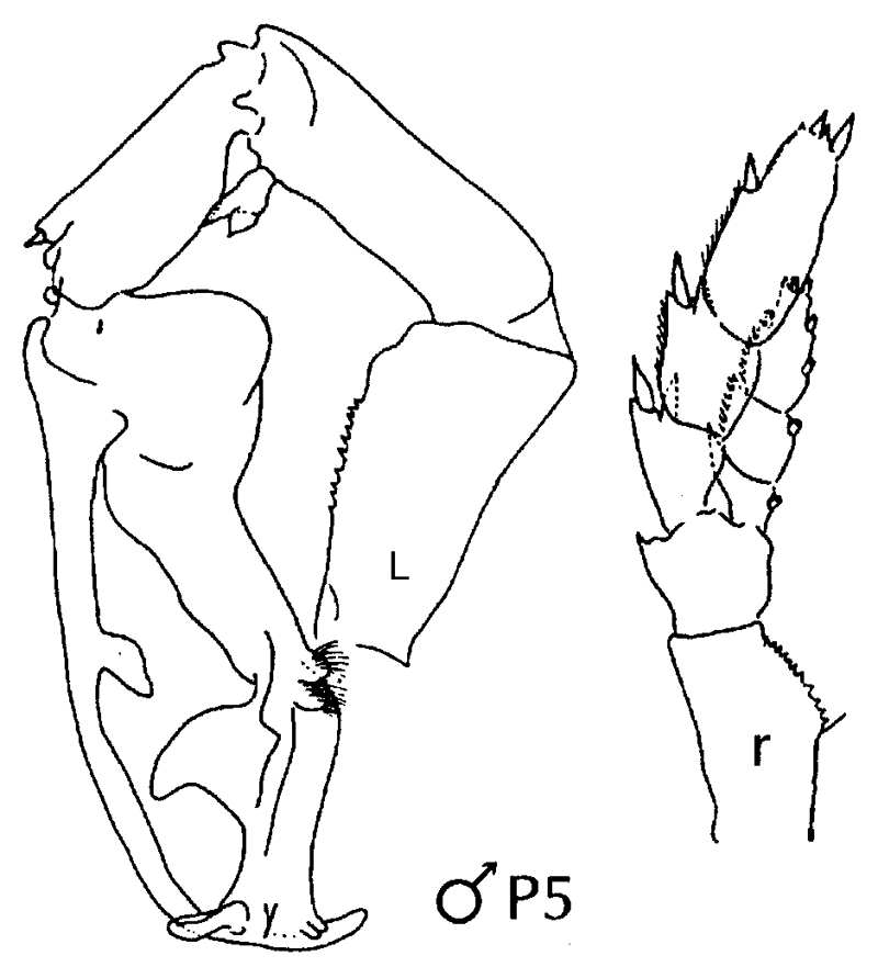 Espèce Cosmocalanus darwini - Planche 19 de figures morphologiques