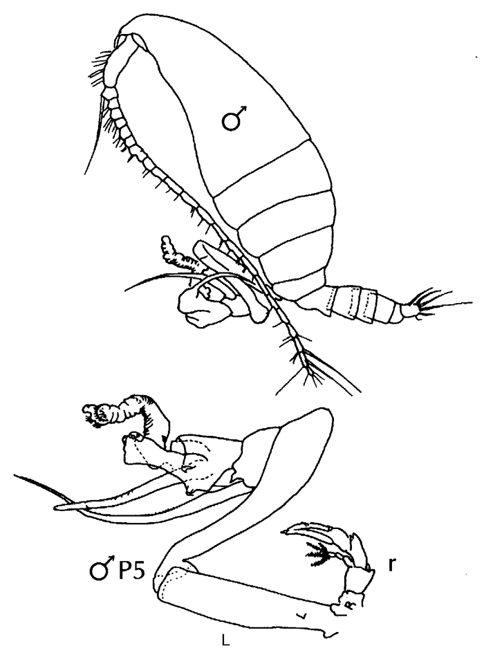Species Undinula vulgaris - Plate 29 of morphological figures