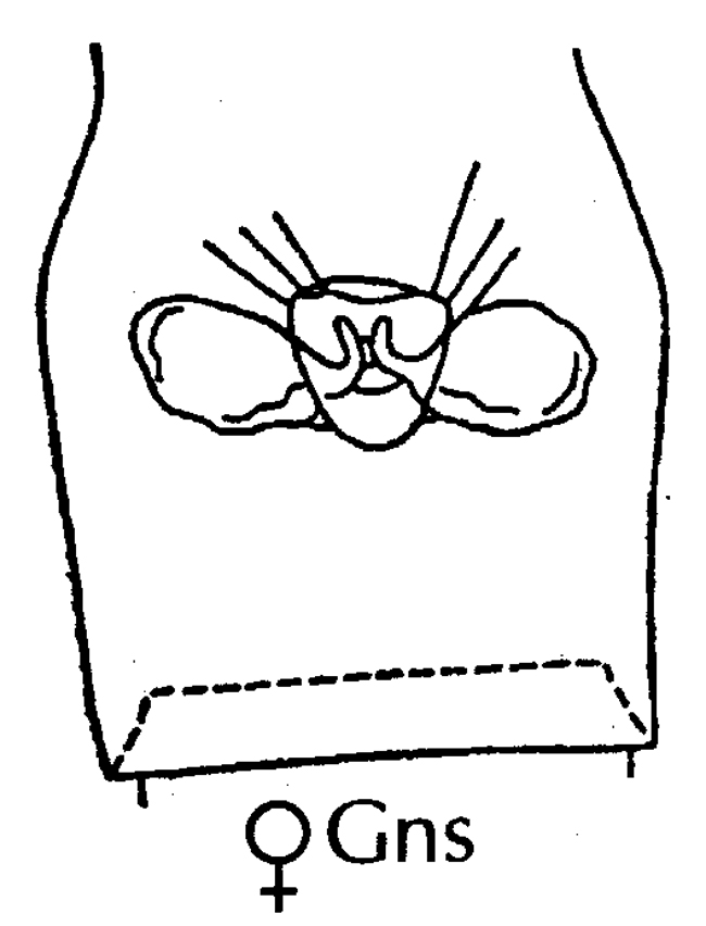 Espce Calanoides acutus - Planche 18 de figures morphologiques