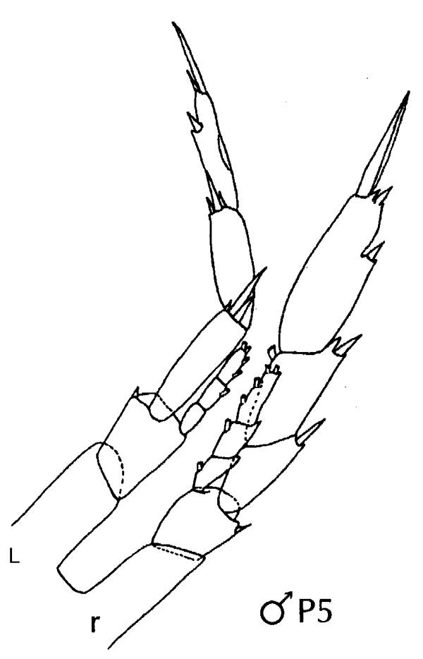 Espce Calanoides acutus - Planche 19 de figures morphologiques