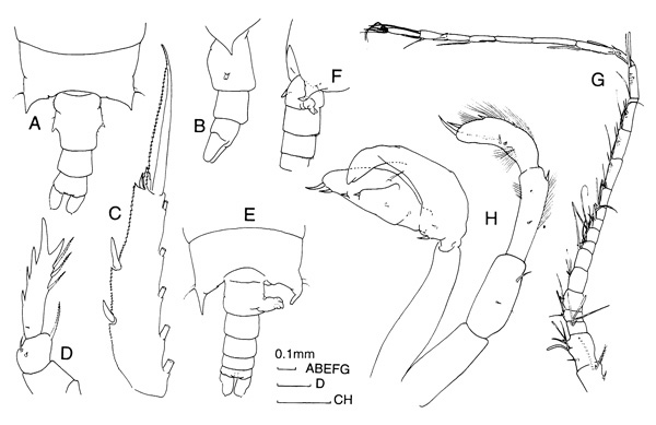 Species Candacia norvegica - Plate 2 of morphological figures