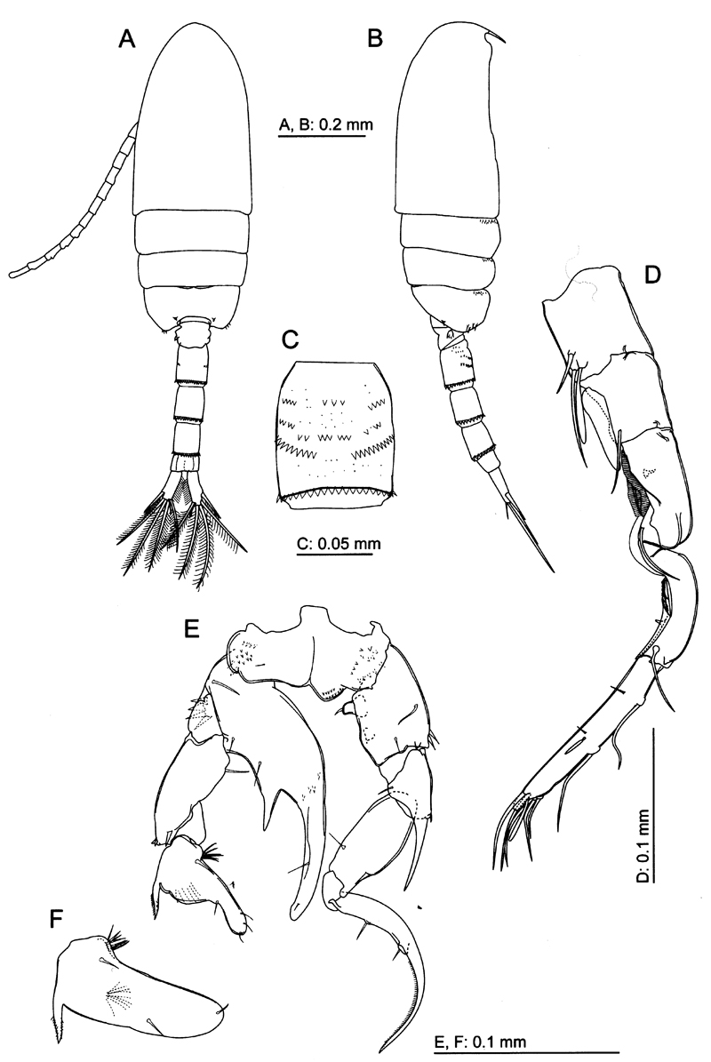 Species Pseudodiaptomus japonicus - Plate 7 of morphological figures