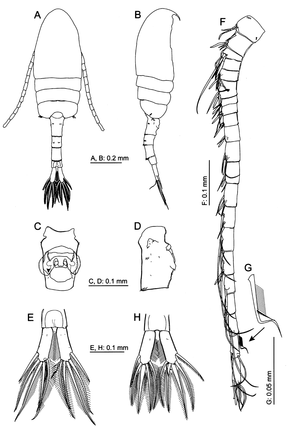 Species Pseudodiaptomus nansei - Plate 1 of morphological figures