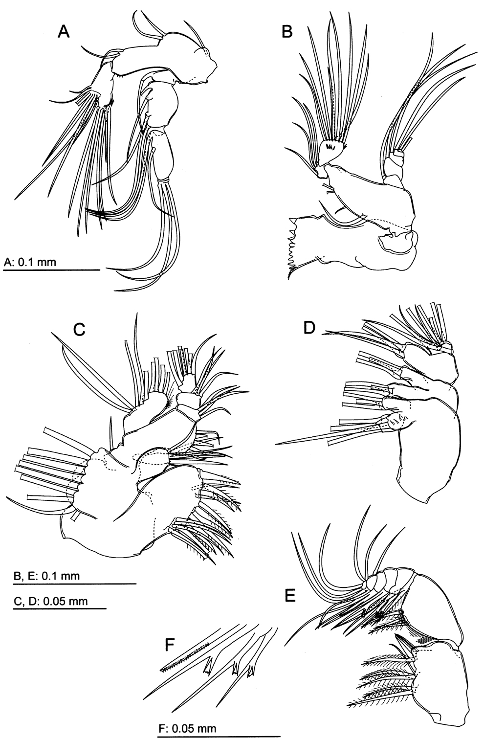 Espce Pseudodiaptomus nansei - Planche 2 de figures morphologiques