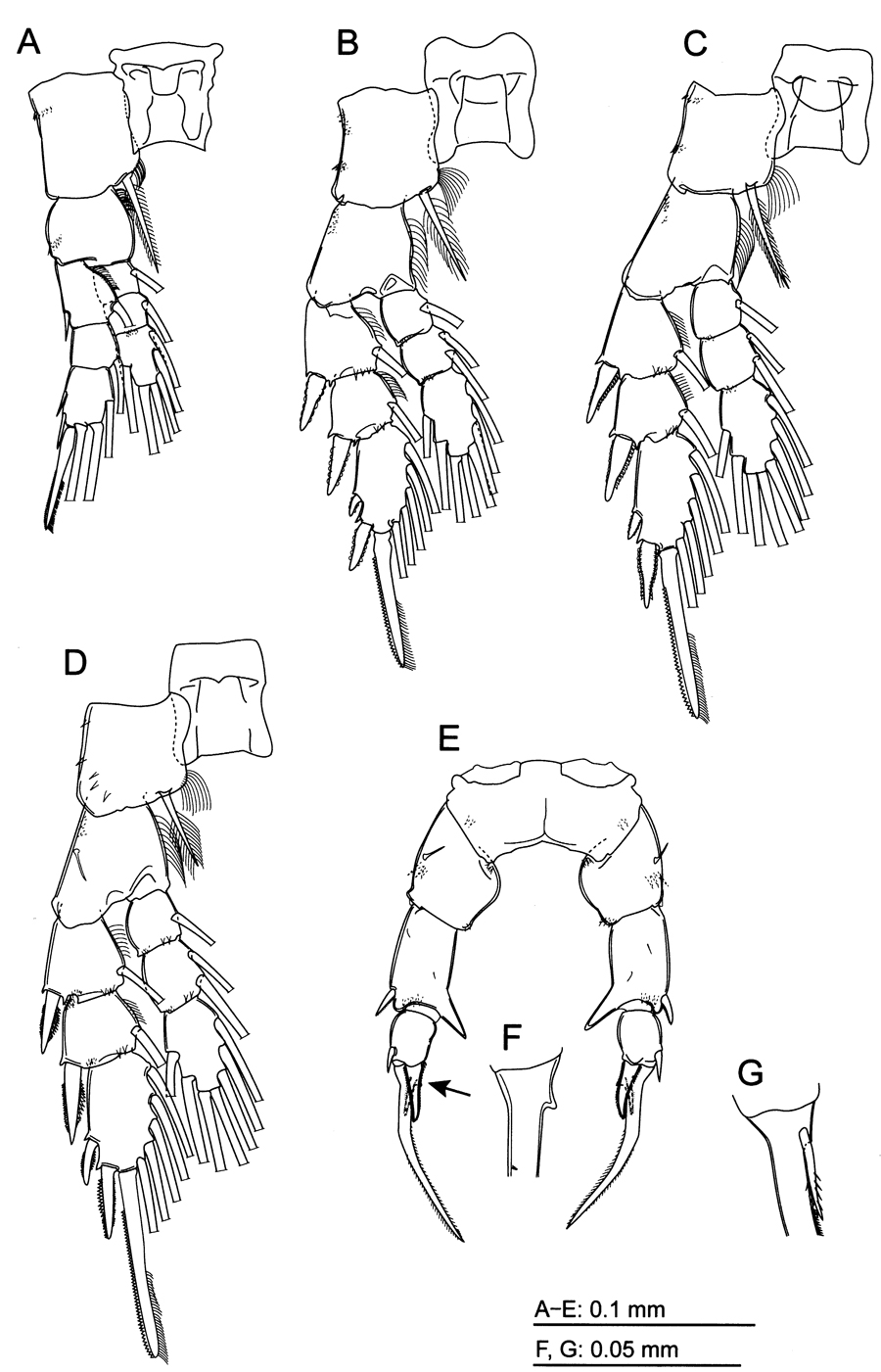 Species Pseudodiaptomus nansei - Plate 3 of morphological figures