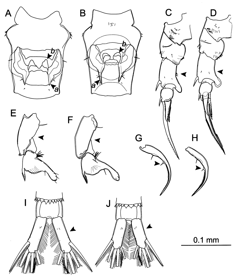 Species Pseudodiaptomus japonicus - Plate 21 of morphological figures