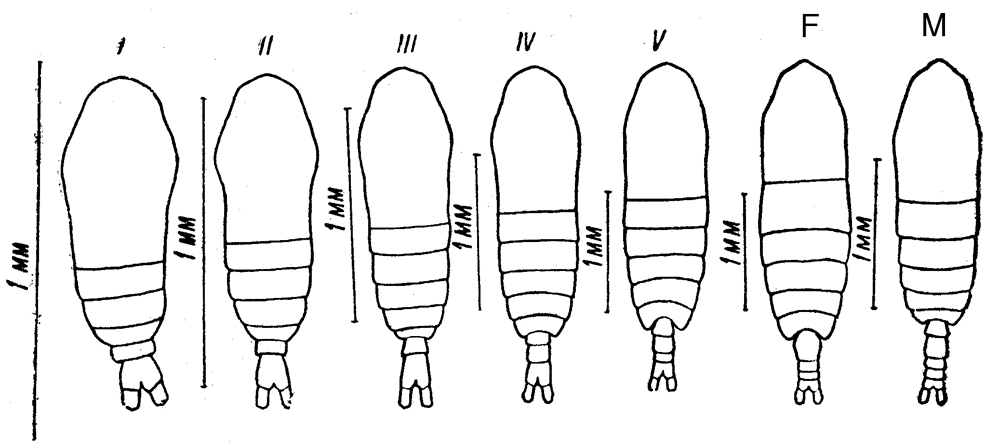 Espce Calanus euxinus - Planche 3 de figures morphologiques