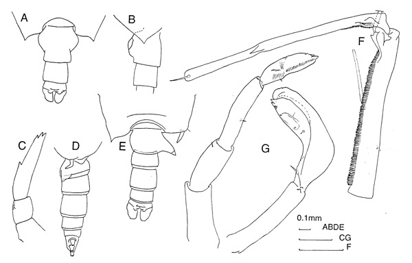 Espèce Candacia longimana - Planche 2 de figures morphologiques