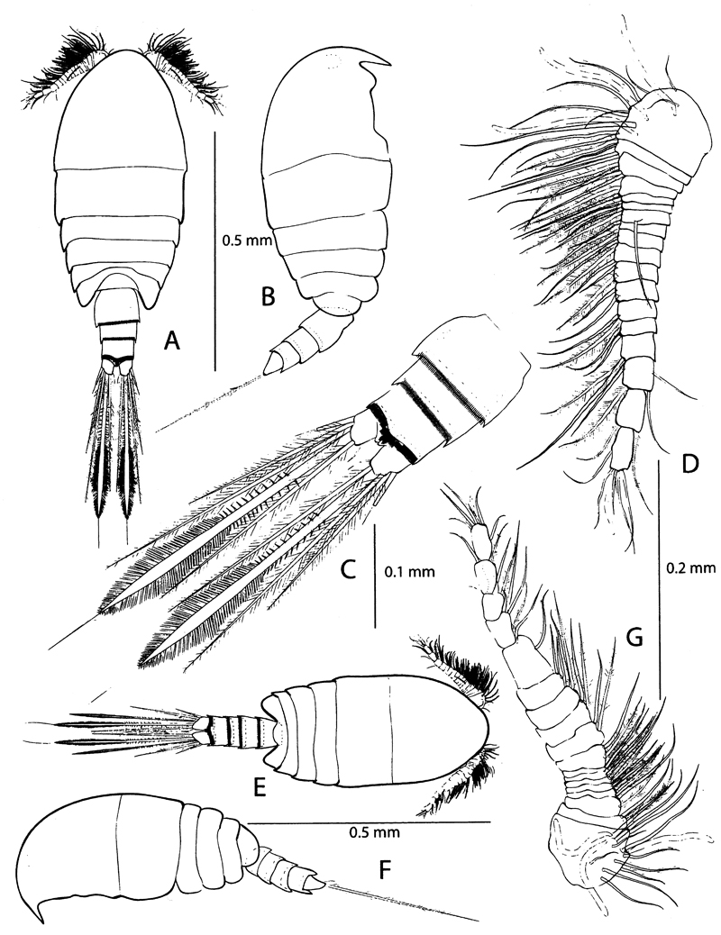 Species Pseudocyclops juanibali - Plate 1 of morphological figures