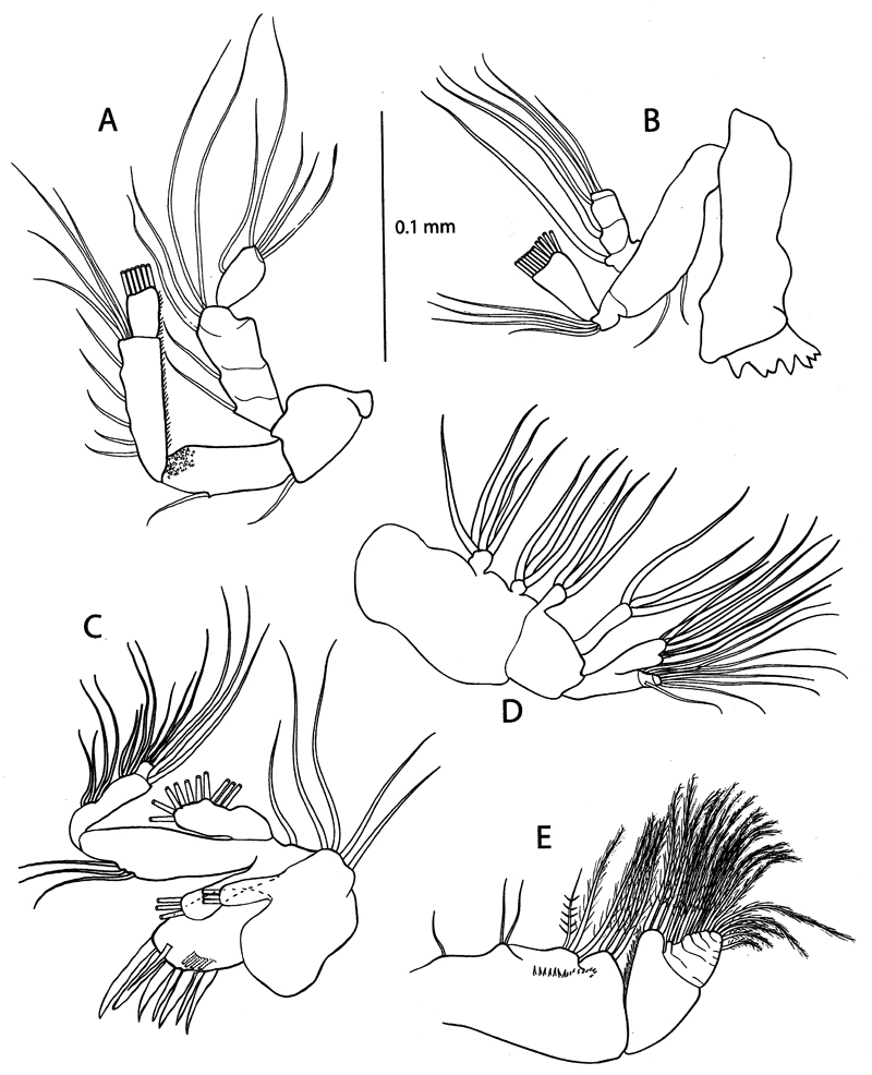 Species Pseudocyclops juanibali - Plate 2 of morphological figures