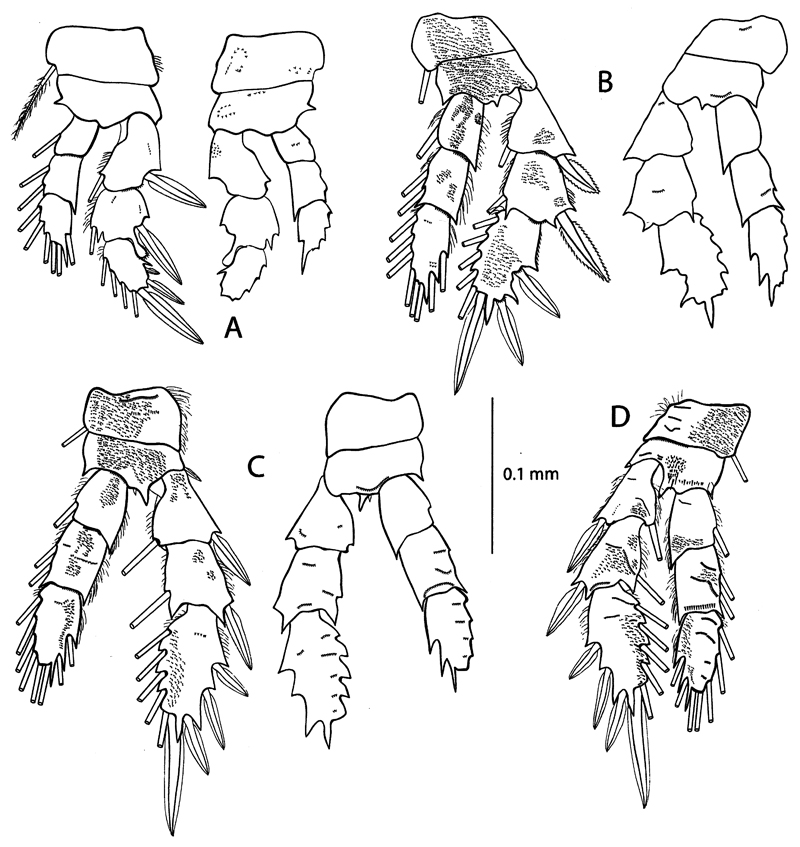 Species Pseudocyclops juanibali - Plate 3 of morphological figures