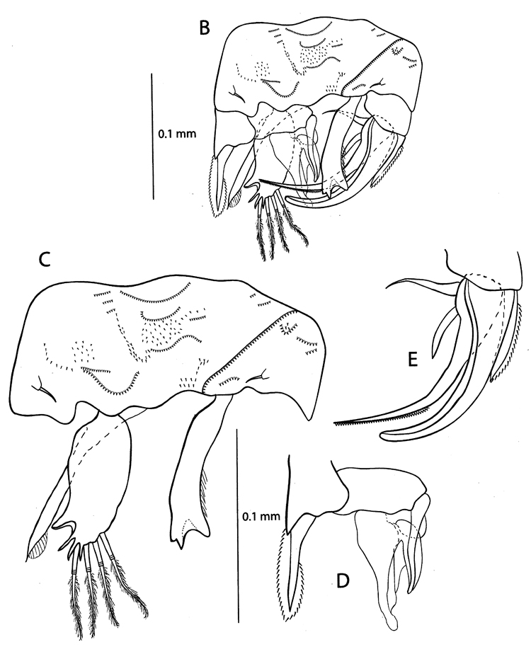 Espce Pseudocyclops juanibali - Planche 6 de figures morphologiques