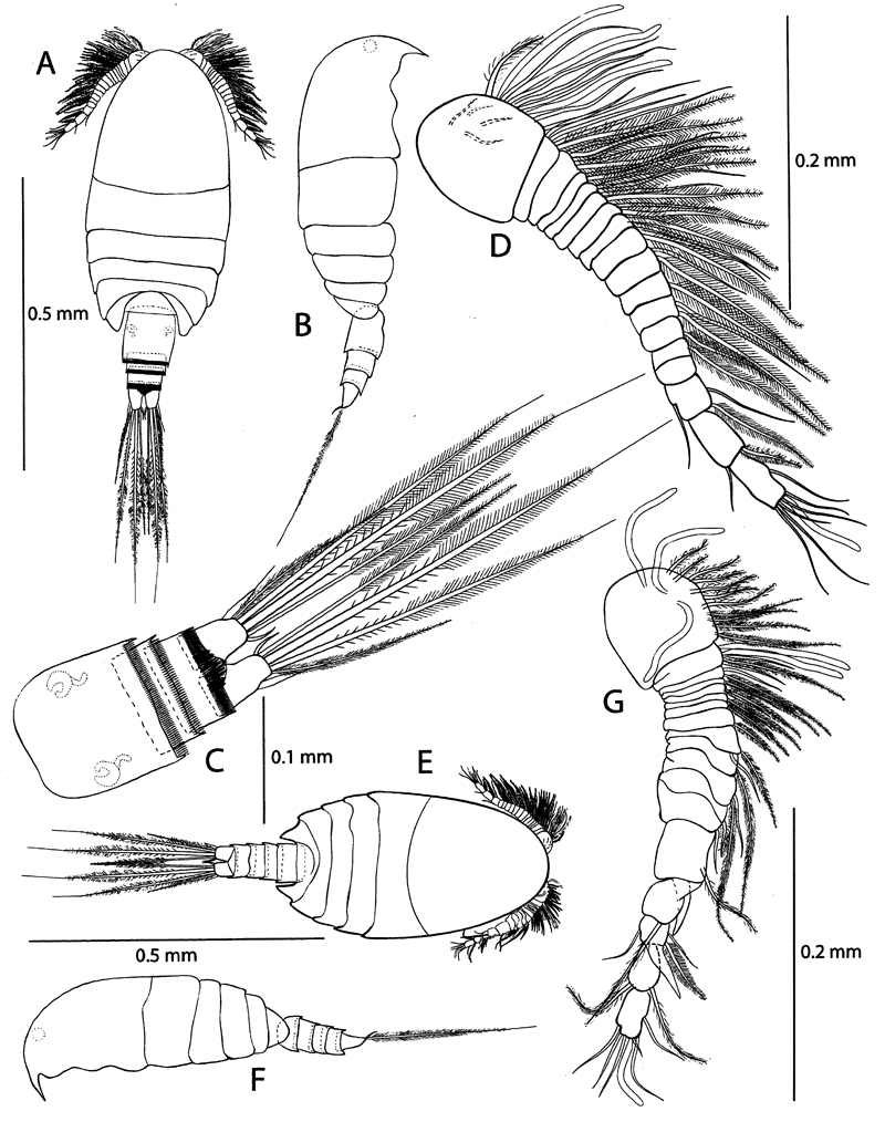 Espèce Pseudocyclops saenzi - Planche 1 de figures morphologiques