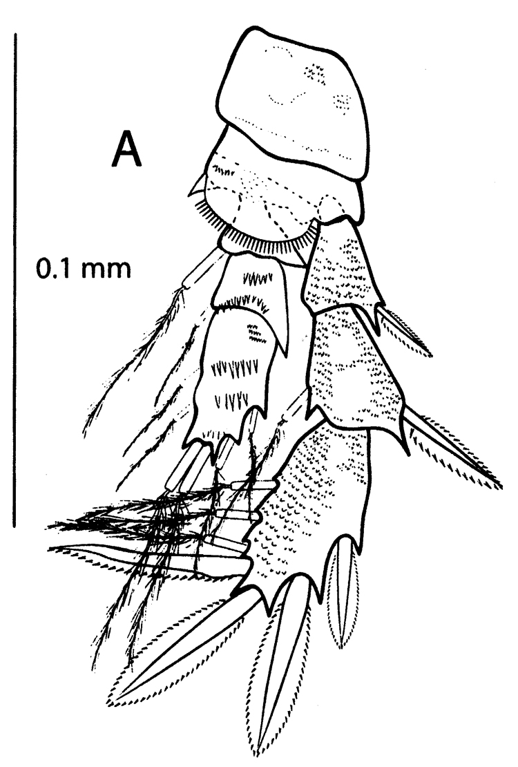 Species Pseudocyclops saenzi - Plate 4 of morphological figures
