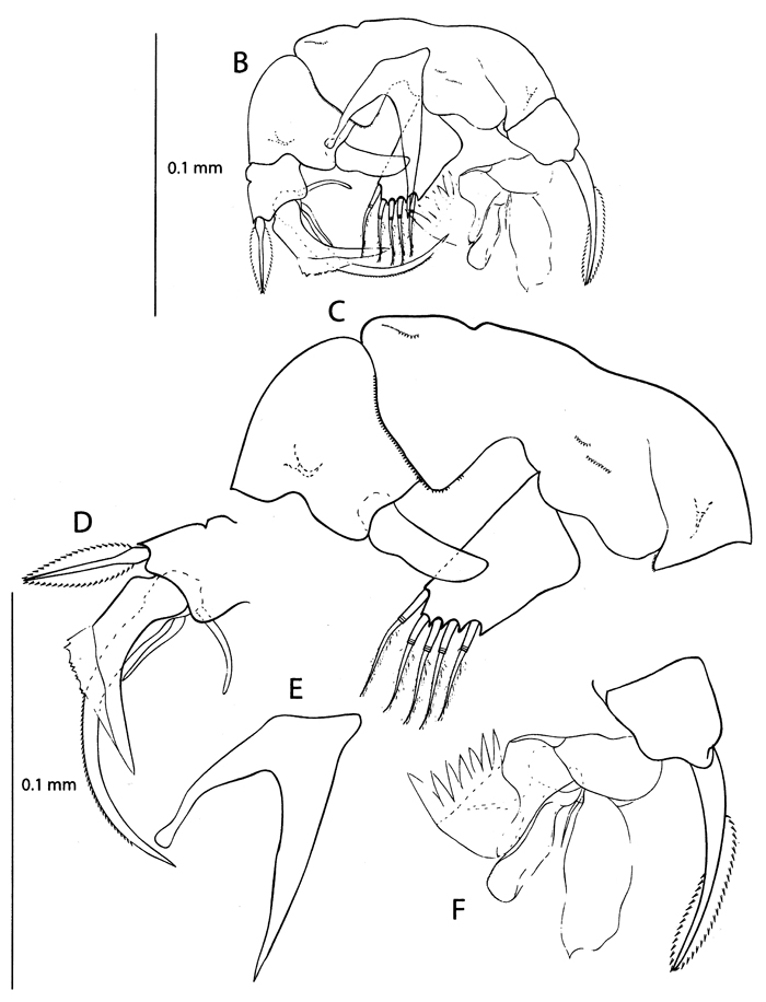 Espèce Pseudocyclops saenzi - Planche 6 de figures morphologiques