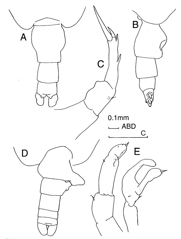 Espèce Candacia elongata - Planche 1 de figures morphologiques