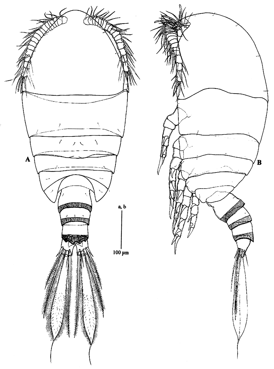 Species Pseudocyclops schminkei - Plate 1 of morphological figures