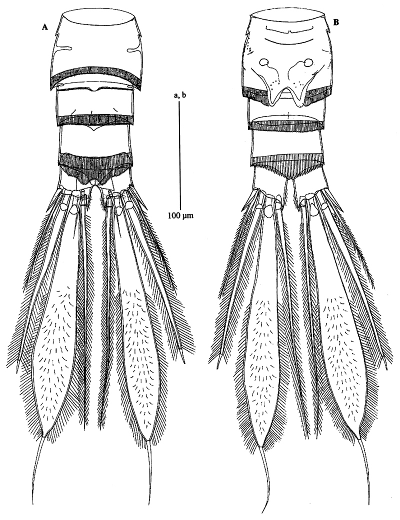Species Pseudocyclops schminkei - Plate 2 of morphological figures