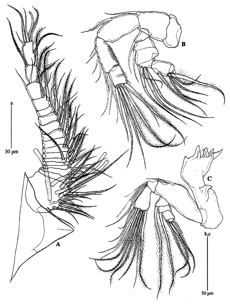 Species Pseudocyclops schminkei - Plate 3 of morphological figures