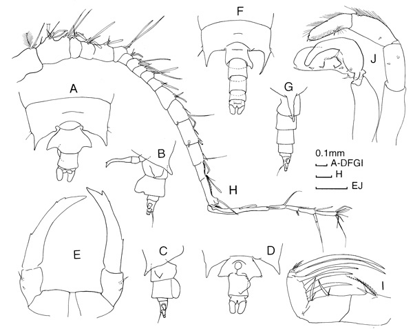 Espèce Candacia bipinnata - Planche 3 de figures morphologiques
