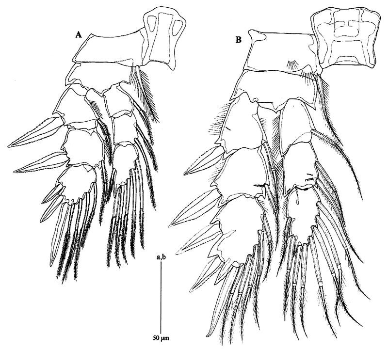 Species Pseudocyclops schminkei - Plate 5 of morphological figures