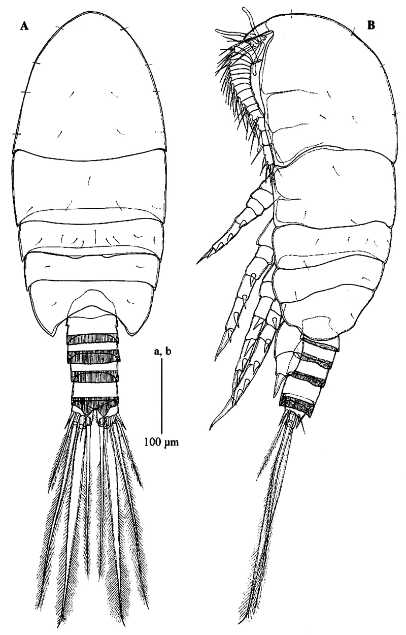 Species Pseudocyclops schminkei - Plate 8 of morphological figures