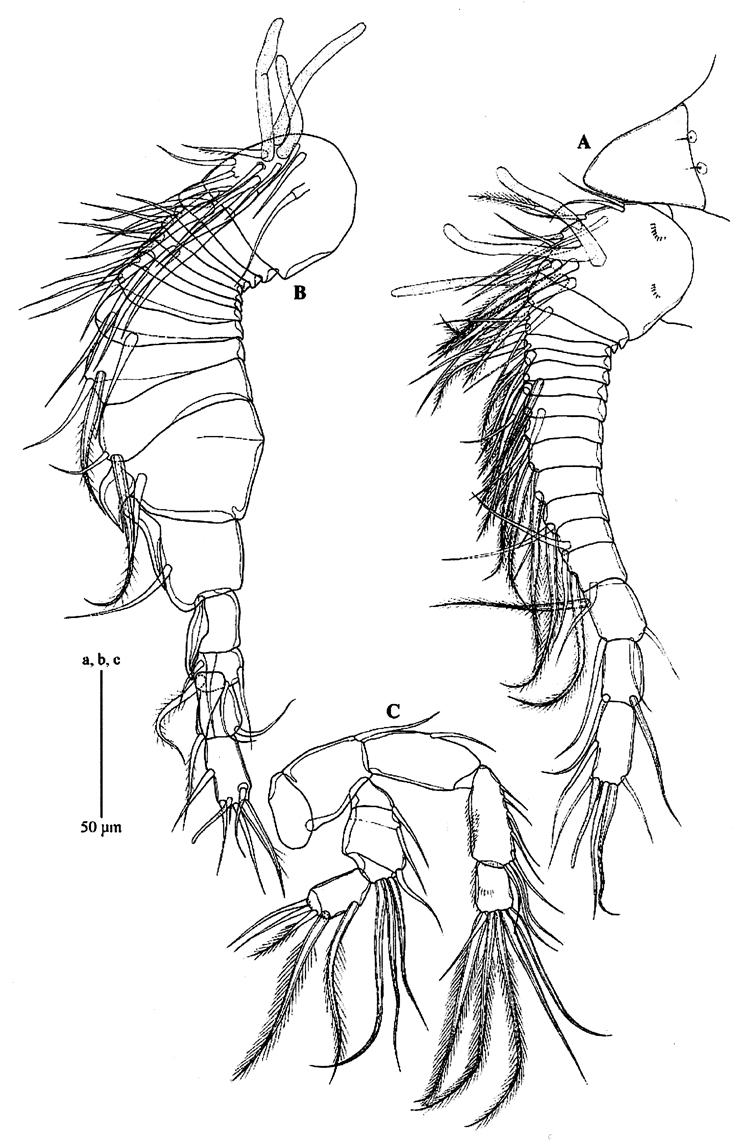 Species Pseudocyclops schminkei - Plate 10 of morphological figures