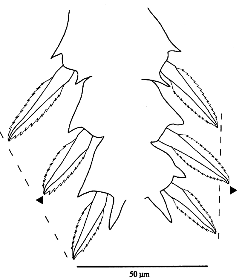 Species Pseudocyclops schminkei - Plate 11 of morphological figures