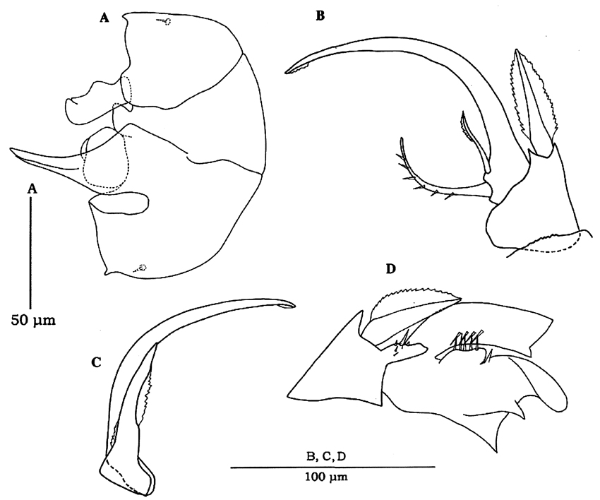Species Pseudocyclops schminkei - Plate 12 of morphological figures