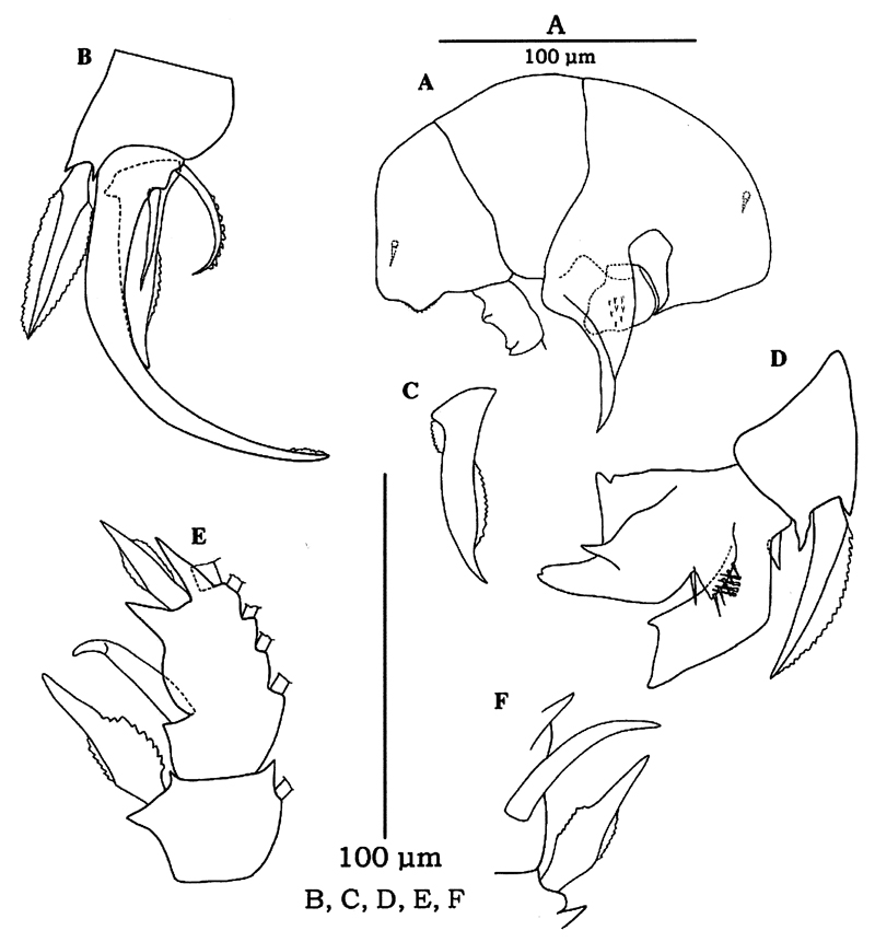 Espèce Pseudocyclops xiphophorus - Planche 8 de figures morphologiques