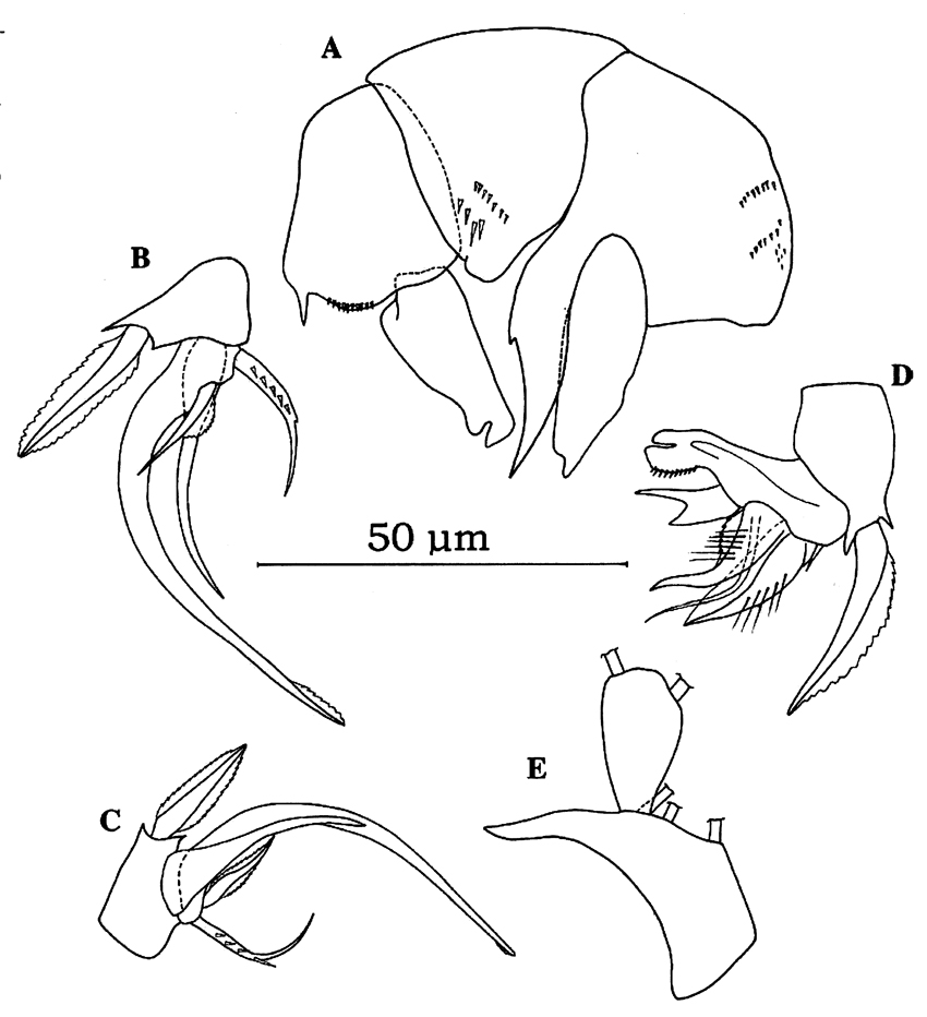 Espce Pseudocyclops bilobatus - Planche 5 de figures morphologiques