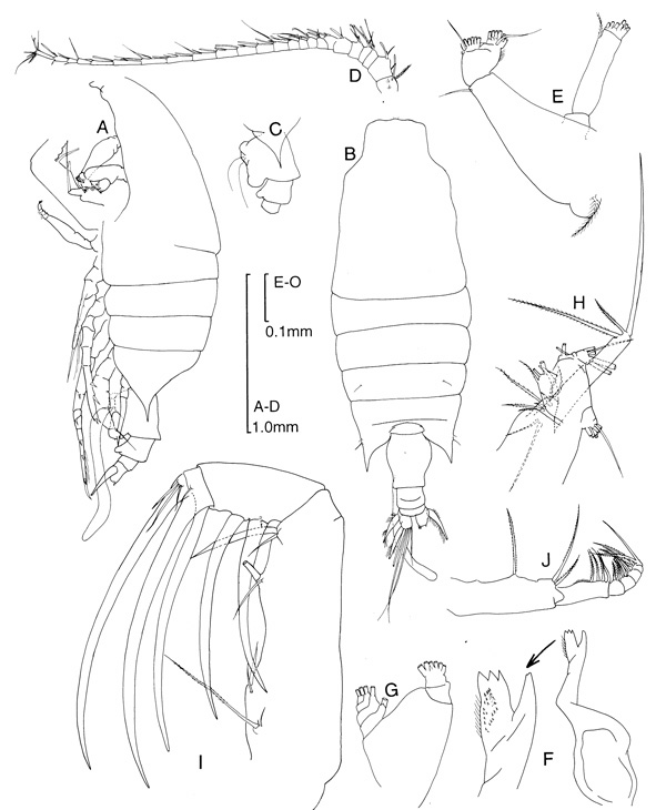 Species Candacia cheirura - Plate 2 of morphological figures