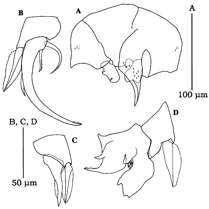 Species Pseudocyclops sp. - Plate 1 of morphological figures