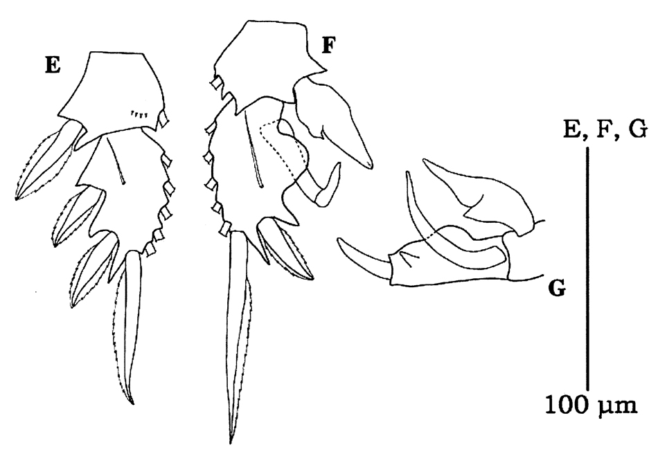 Species Pseudocyclops sp. - Plate 2 of morphological figures