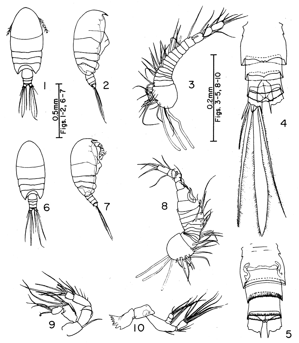 Species Pseudocyclops bilobatus - Plate 1 of morphological figures