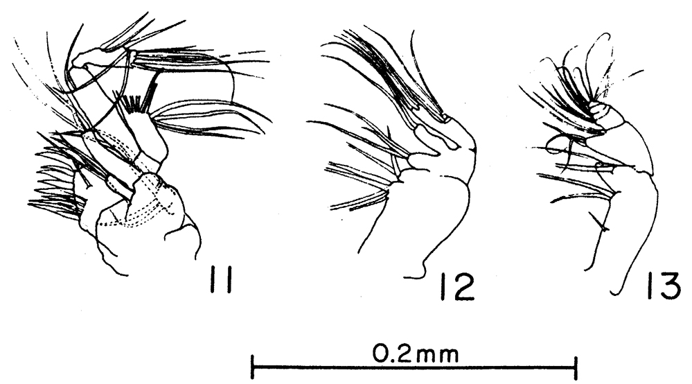 Species Pseudocyclops bilobatus - Plate 2 of morphological figures