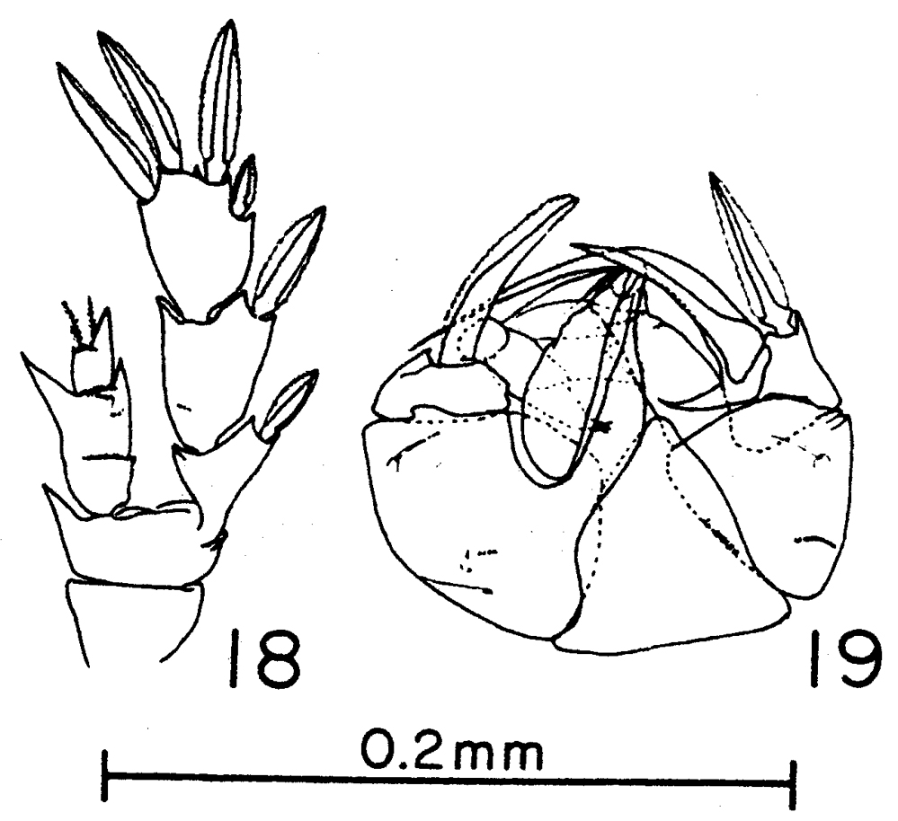 Species Pseudocyclops bilobatus - Plate 4 of morphological figures
