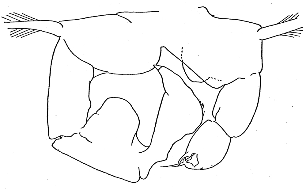 Espèce Acartia (Acanthacartia) tonsa - Planche 29 de figures morphologiques