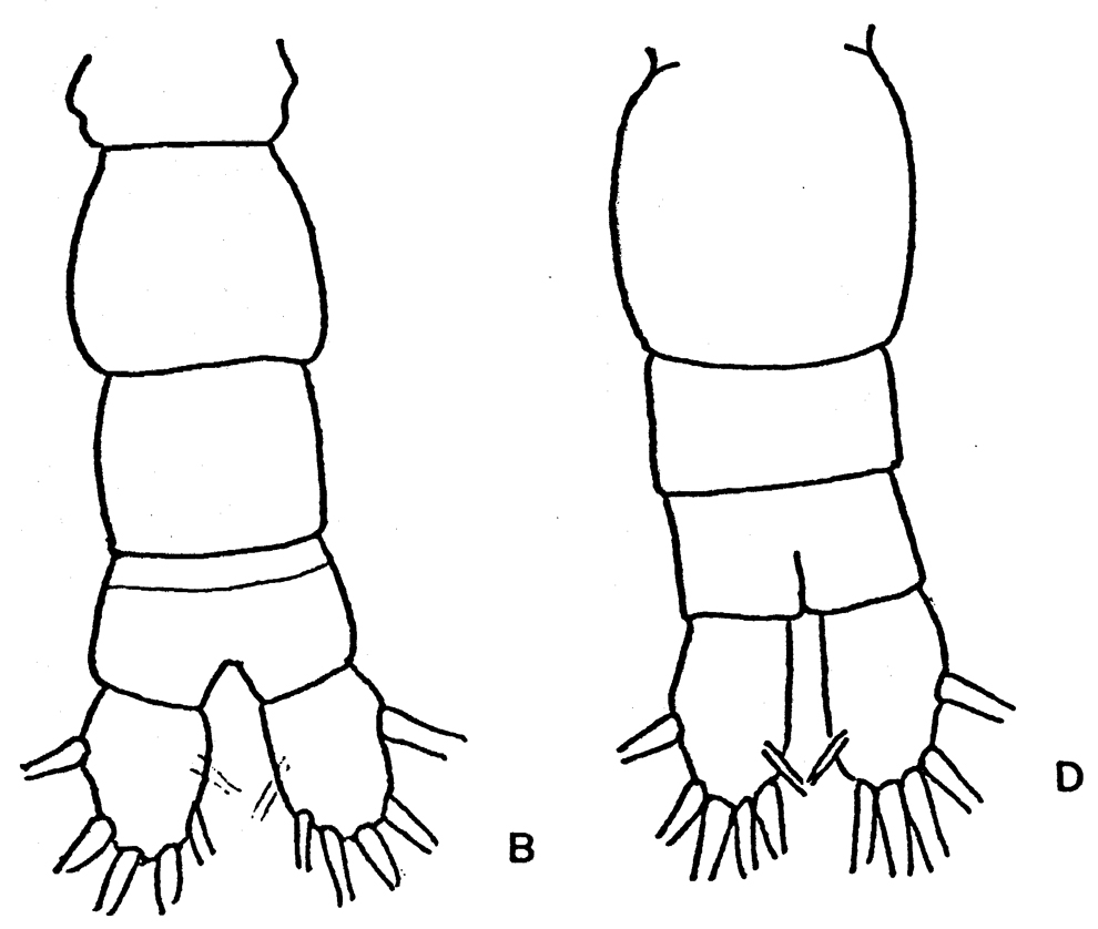 Species Acartia (Acanthacartia) tonsa - Plate 30 of morphological figures