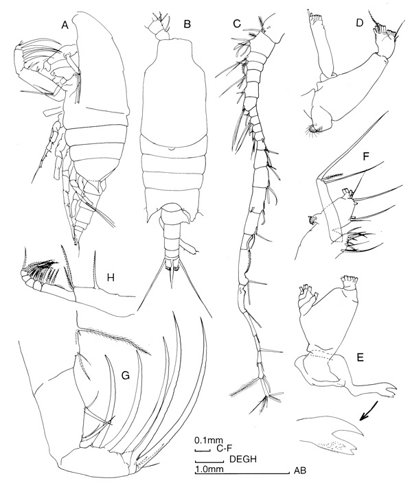 Species Candacia cheirura - Plate 4 of morphological figures