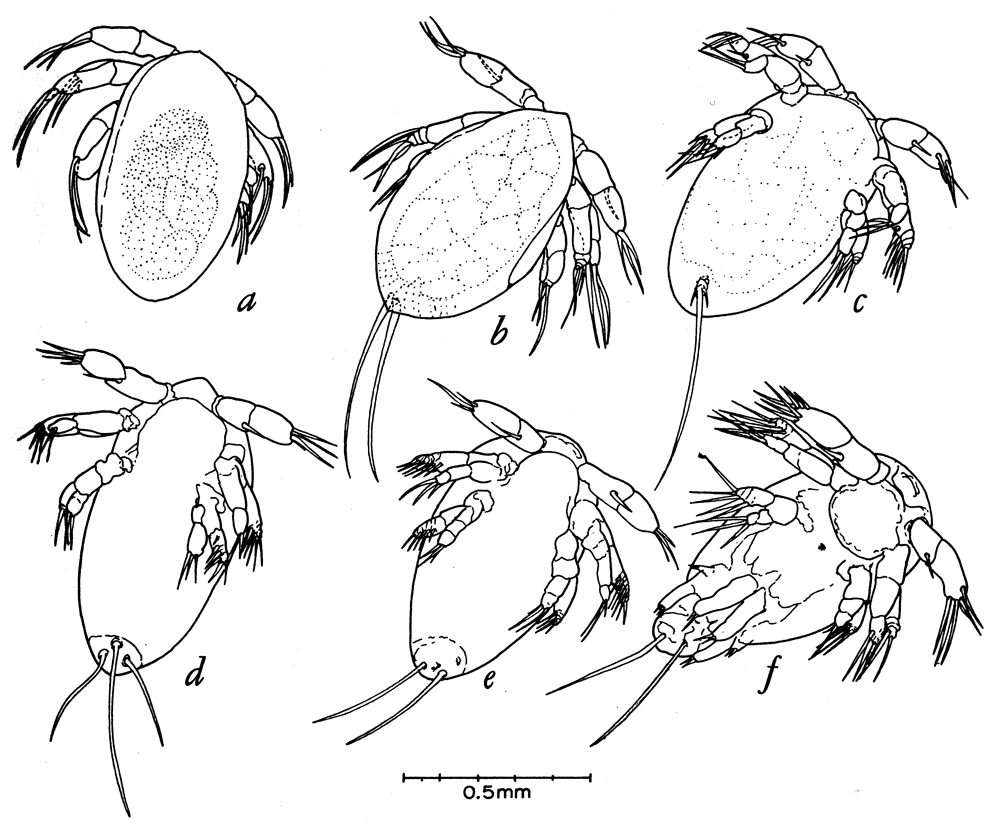 Species Paraeuchaeta elongata - Plate 11 of morphological figures