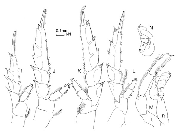 Espce Candacia cheirura - Planche 5 de figures morphologiques