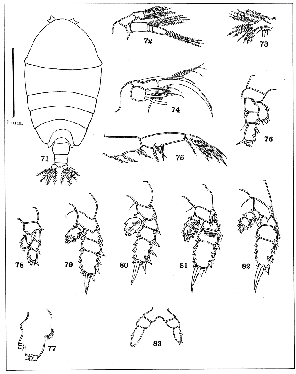 Species Phaenna spinifera - Plate 28 of morphological figures