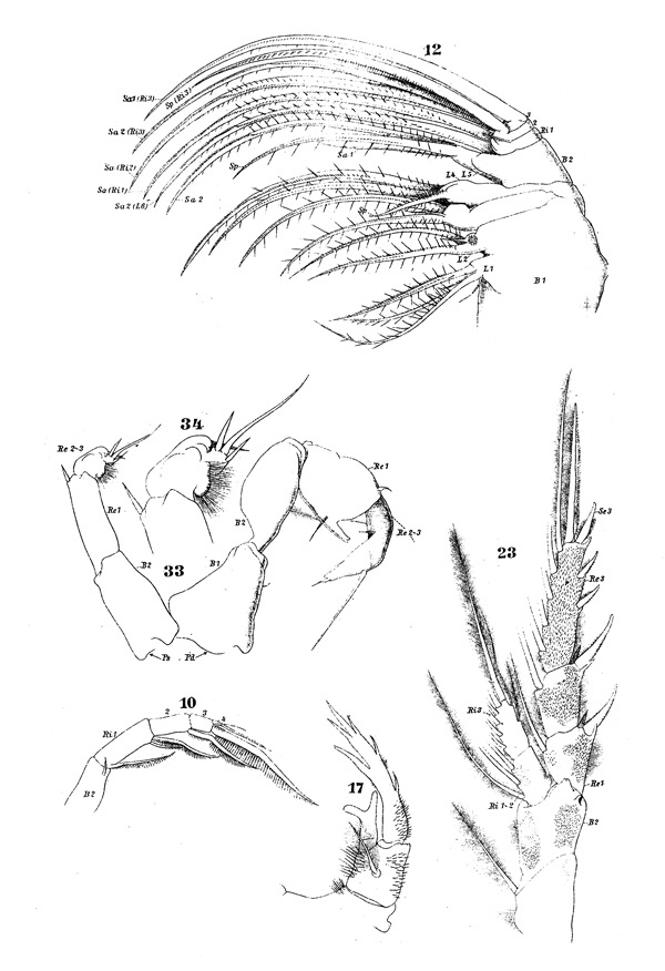 Espèce Pontellopsis villosa - Planche 3 de figures morphologiques