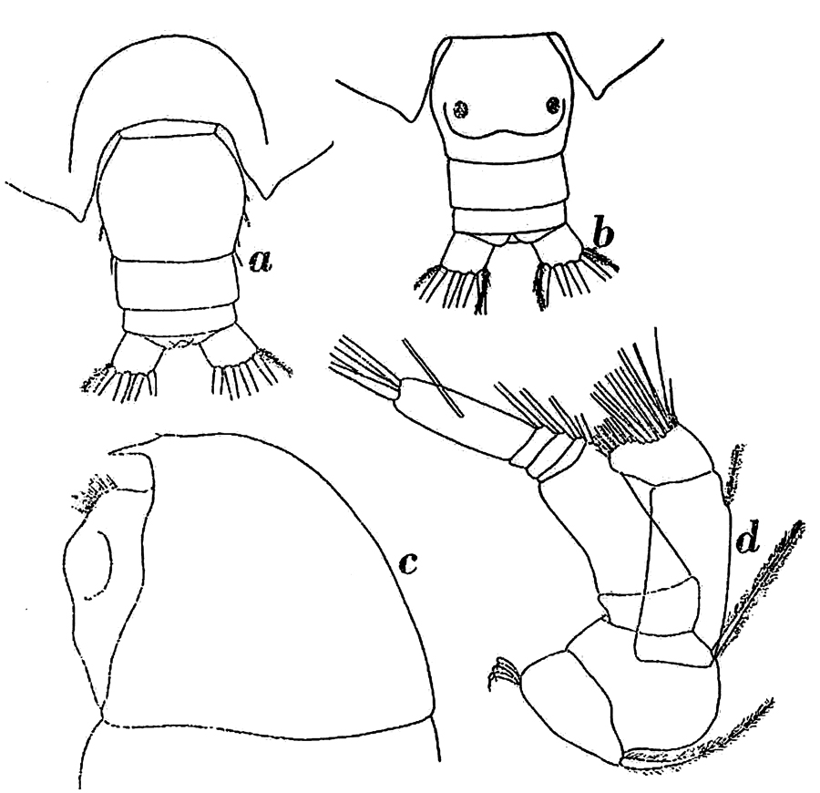 Species Phaenna spinifera - Plate 30 of morphological figures
